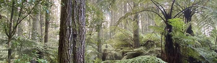 Forest Biosecurity Conference 2024 - Forest Biosecurity - Threats, Innovation and Control Strategies logo